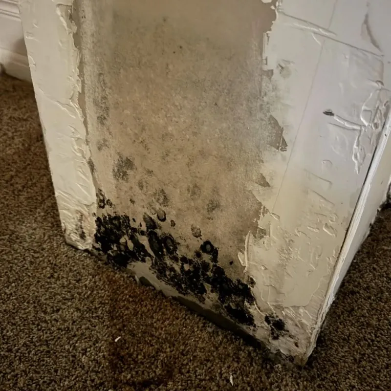 Professional Mold Removal in Stuart, IA